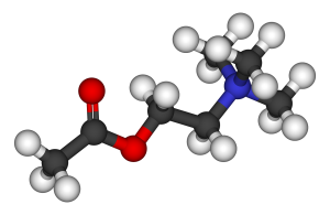 Acetylcholine is a common neurotransmitter