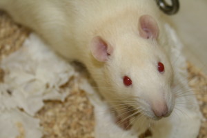 Racetams have been tested on rats as well as humans